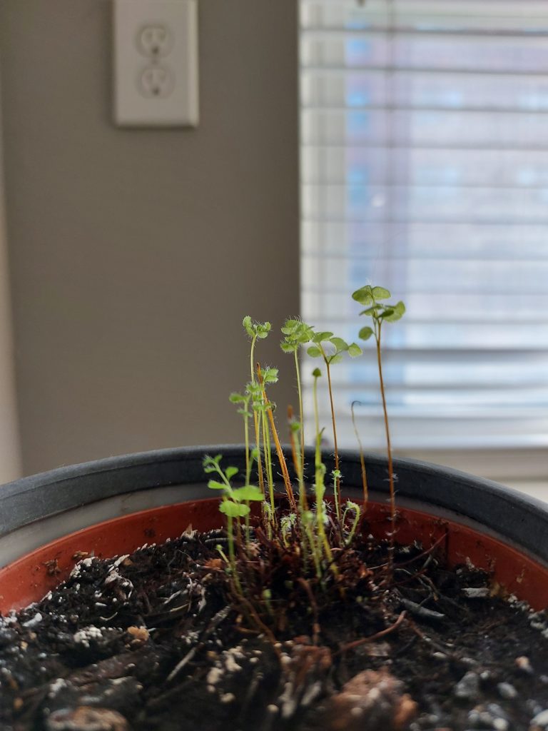 Close up of a maidenhair fern sprouting through the dark soil of a planter. In the background daylight streams in through the blurry slats of a window.