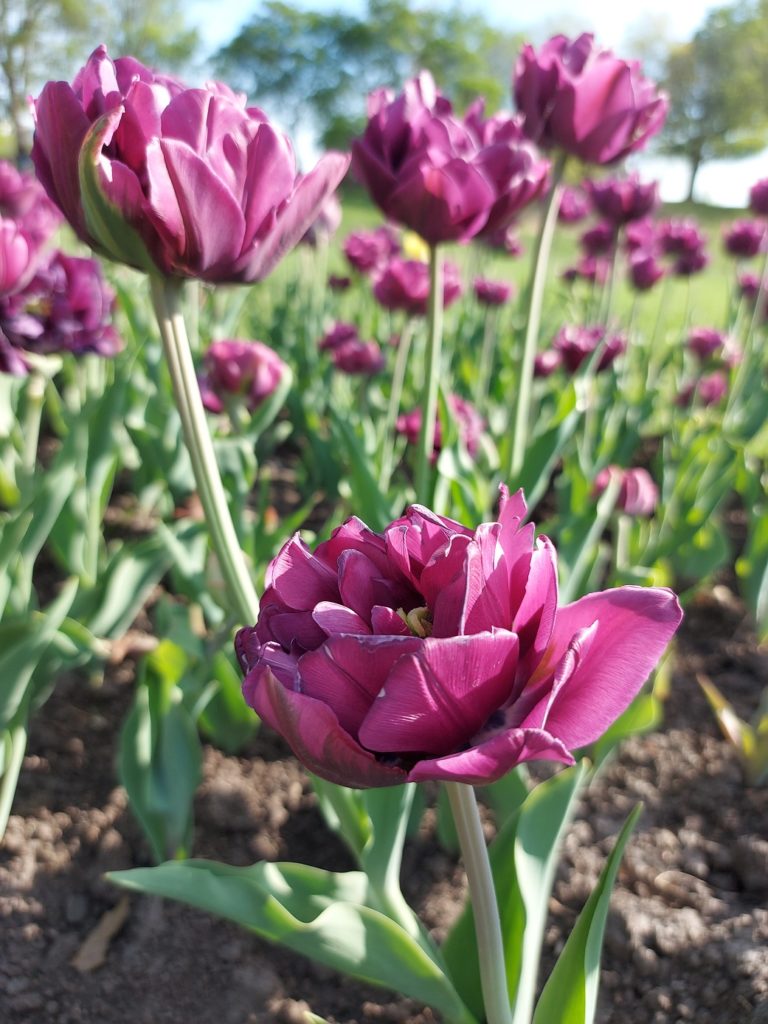 Close up of a blurred purple tulip with more yellow and red tulips visible in the background, sun filtering in through a hedge and a cherry tree.