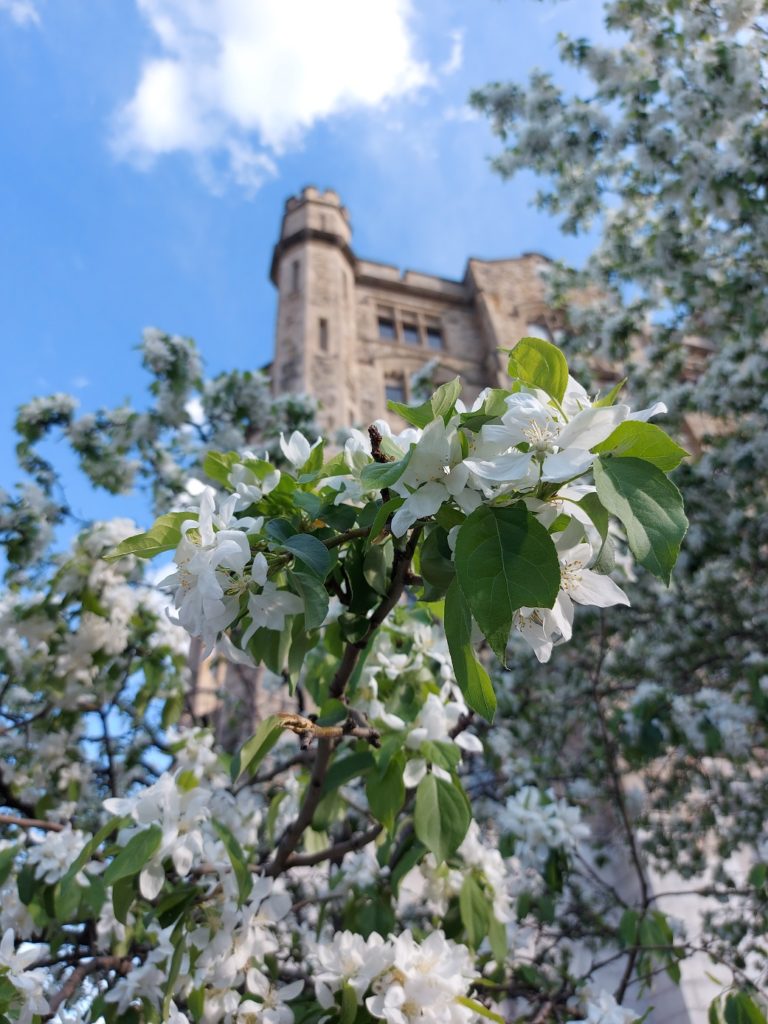 Close up of the white blossoms of a cherry tree, with a tall stone building in the background, the sky overhead a pale, cloudy blue.