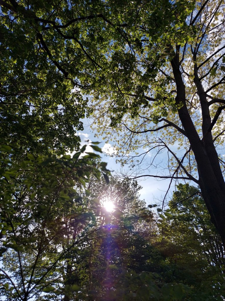 Sunlight filtering in through leafy green treetops.