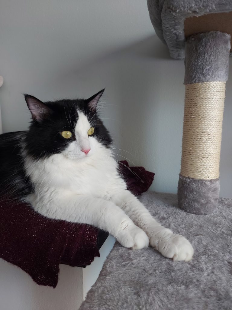 Close up of a black and white furred cat with striking yellow-green eyes lying on a sparkly purple blanket and resting his paws on a furry grey cat tree in front of him.