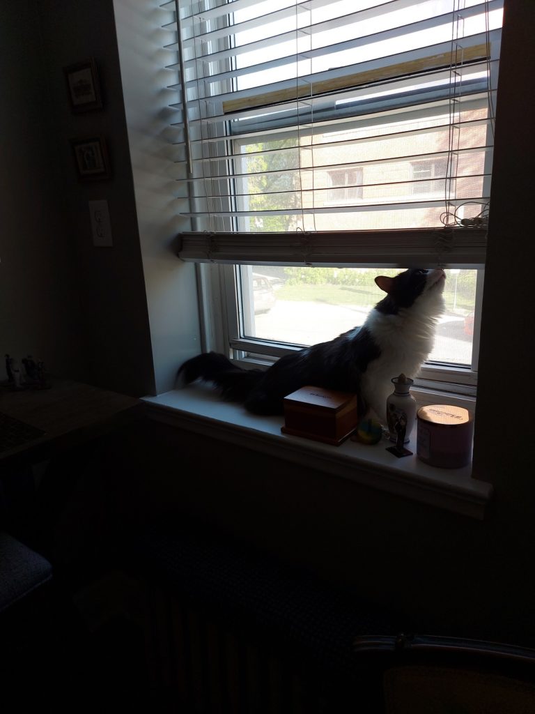 A black and white furred cat sniffs the lifted blinds in front of a partially open window that looks out into a sun-drenched street, the room comparatively dim.