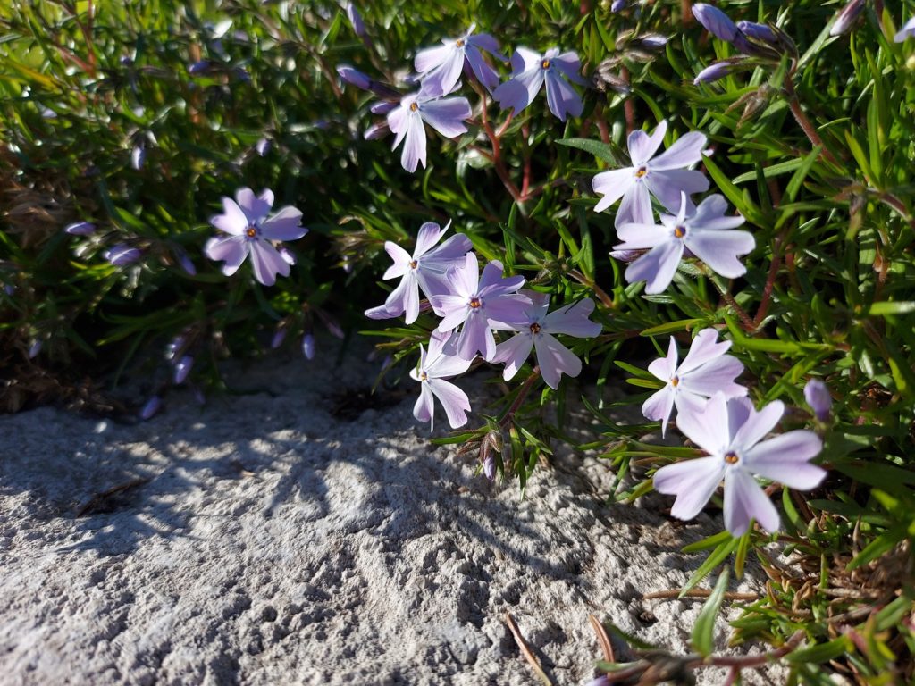 Close up of small lavender-coloured flowers blooming above a patch of rough, light grey stone.