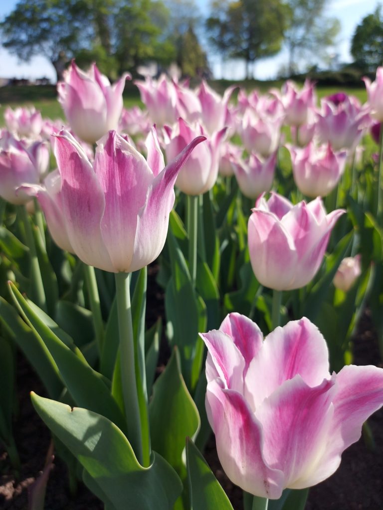 Close up of blooming white and pink tulips in a sun-drenched park.