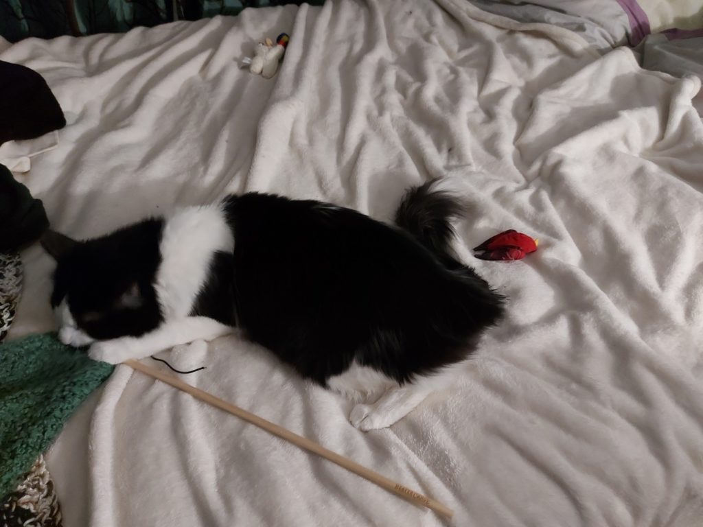 A black and white furred cat ignoring a red bird toy on a bed in favour of chomping on a wooden stick.