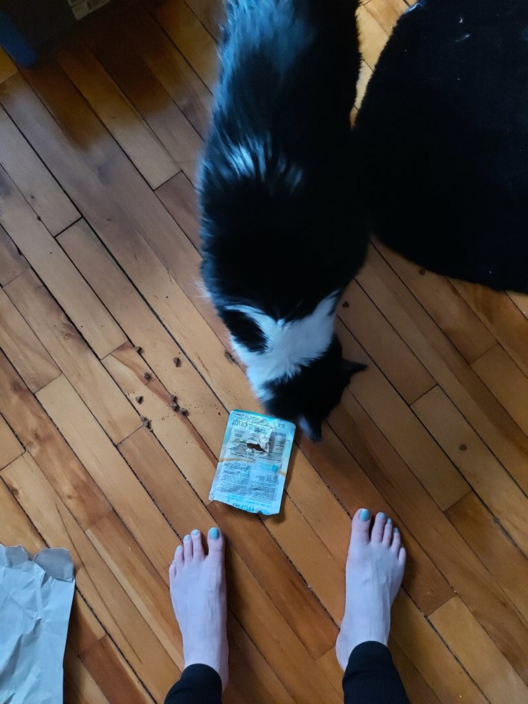 Looking down at my feet on the hardwood floor where there is a torn packet of cat treats and a guilty cat snacking on a scattered booty on the floor.