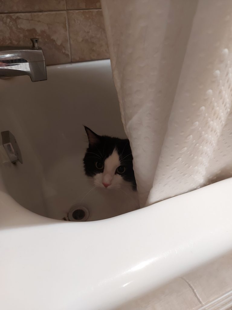 A black and white furred cat peeks out from behind a white shower curtain where he is hiding in a bathtub.