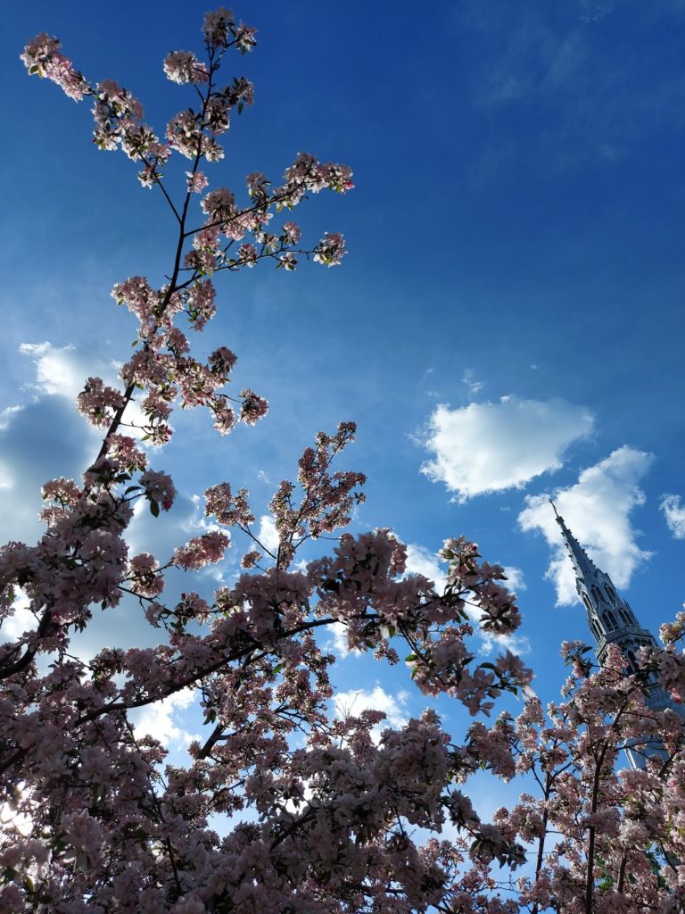 A church steeple and a the branches of a cherry tree in full bloom stretch up towards a deep blue, sunny sky.