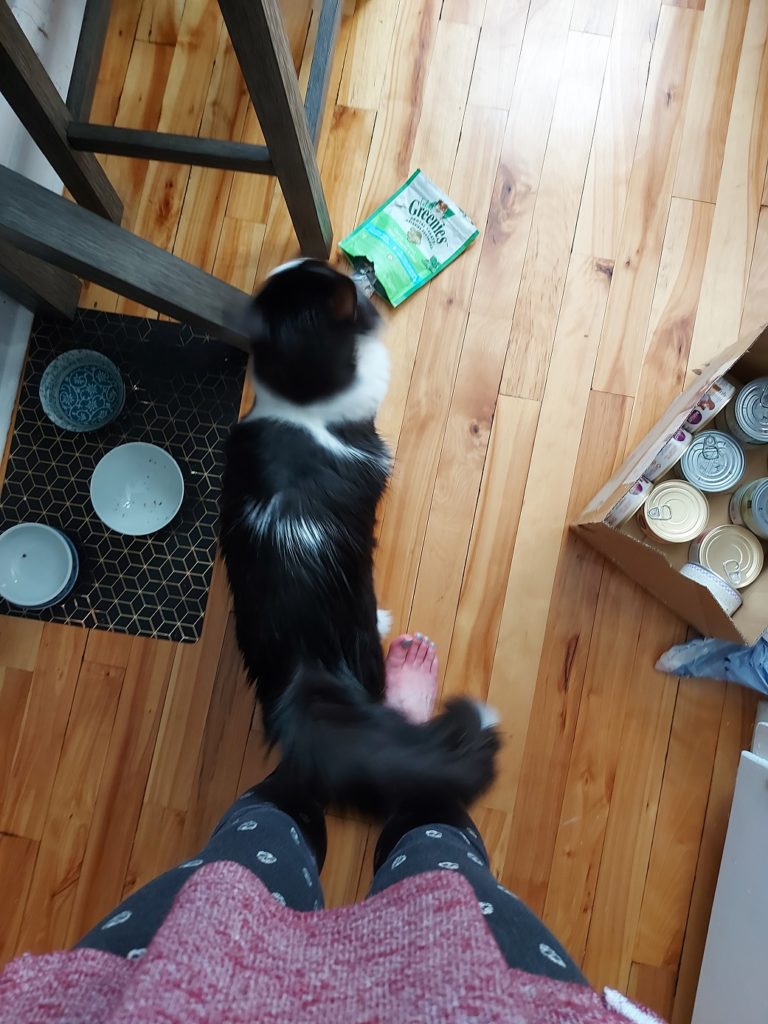 View looking down at my feet from above, where a black and white furred cat is looking down at a torn-open package of cat treats.