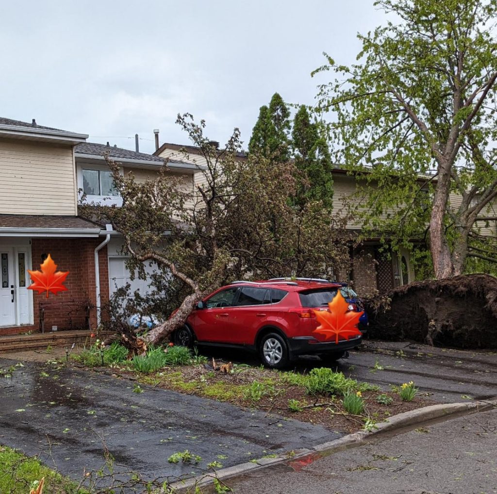 View of uprooted trees and driveways strewn with debris after a powerful thunder storm.