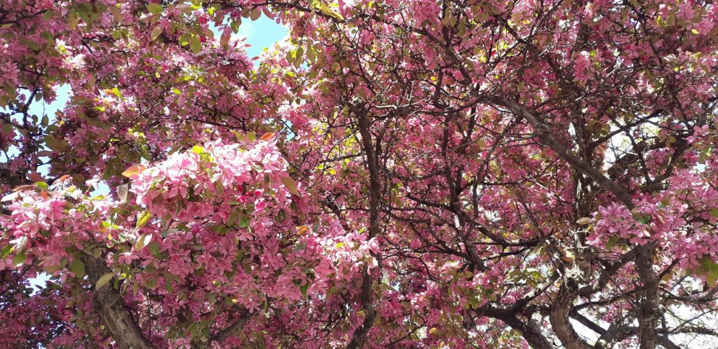 View looking up at cherry tree blossoms in full bloom, lit up bright pink in the sunlight, the bright blue sky visible between the flower-laden boughs.