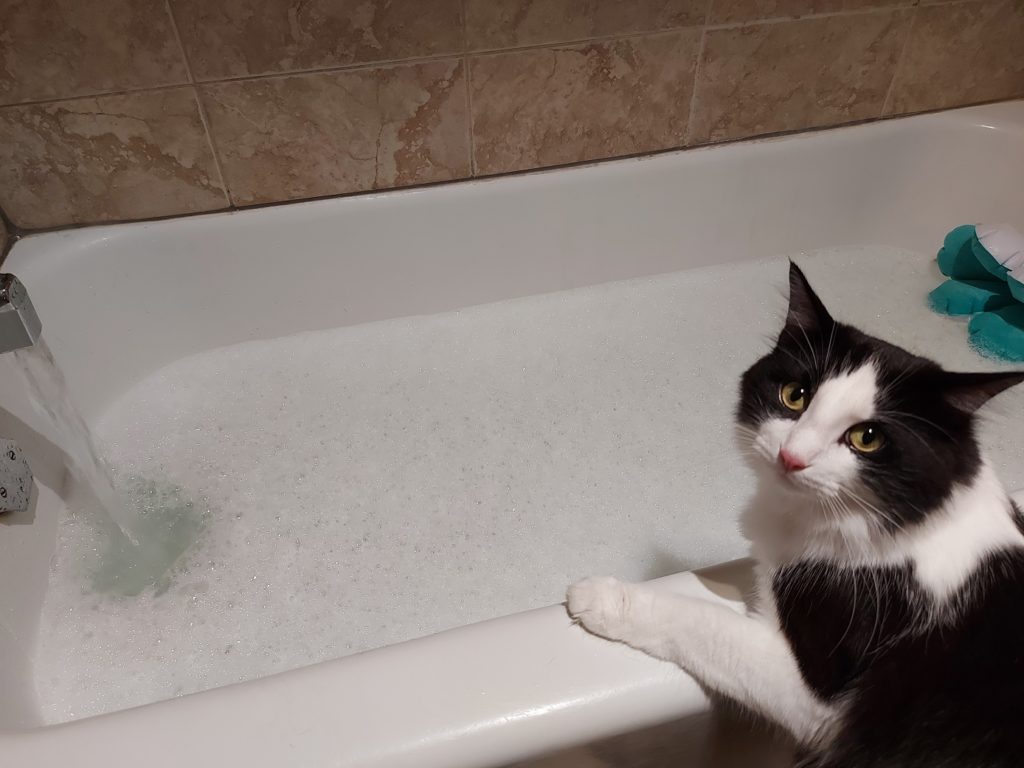 A black and white furred cat, its forepaws perched over the edge of a bathtub filling with bubbly water, looks back at the camera with an inquisitive expression of devastating cuteness.