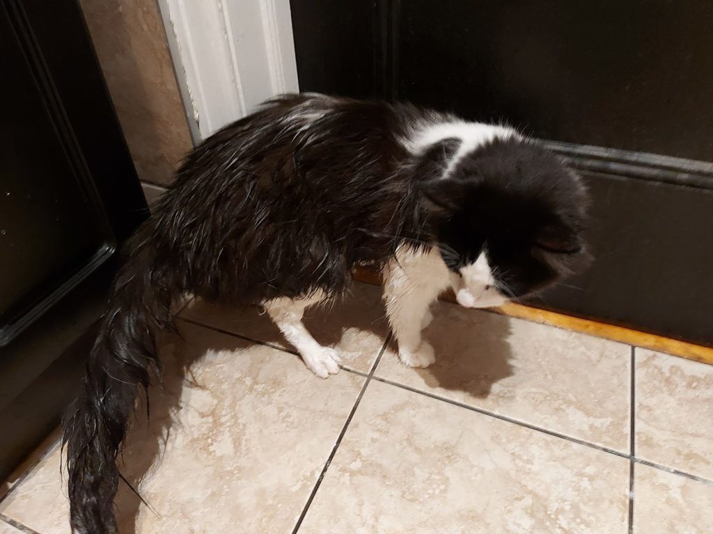 A black and white furred cat inspects his waterlogged tail and back paw miserably.