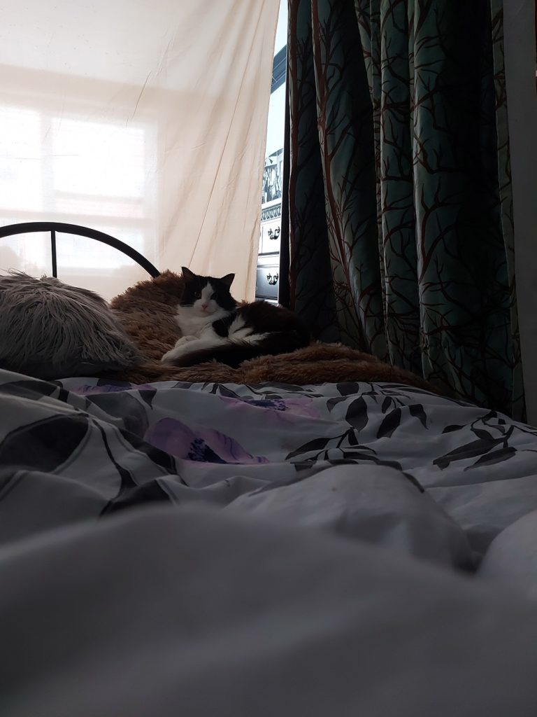 Scout, eyes wide, stared back at me from the foot of the bed, curled up on a light brown faux-fur blanket.