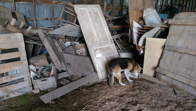 A dog with black, red, and white fur sniffs the sandy exposed ground of the inside of a shed, the back walls filled with debris. Just behind the dog is a filthy, once-white door without a handle.